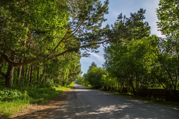 road in a pine forest on a sunny day
