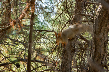 Squirrel on a tree close-up. A curious squirrel looks straight ahead. Red beautiful squirrel on the tree. Soft focus. An animal in the wild.