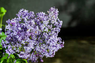 Obraz premium bouquet of blooming purple lilacs