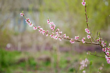 Flowering pear.