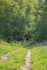 Fototapeta na wymiar country road at the edge of the forest on a summer sunny day