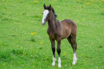 Obraz premium LIPIZZANER . LIPIZZANER HORSES