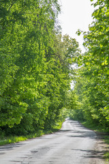 Fototapeta premium road in the forest on a summer sunny day
