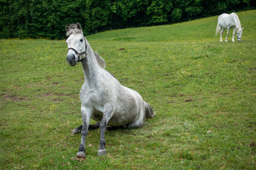 Fototapeta premium LIPIZZANER . LIPIZZANER HORSES