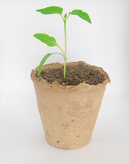 A green hirb or a sprout in a peat bough pot