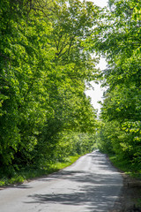 road in the forest on a summer sunny day