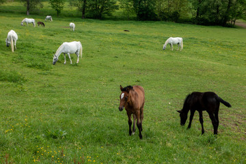 Obraz premium LIPIZZANER . LIPIZZANER HORSES