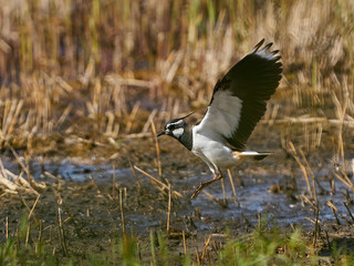 Northern lapwing (Vanellus vanellus) in flight in its natural enviroment