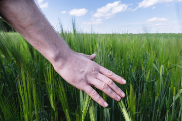 A male hand holds a ripening barley in a field. Farming concept