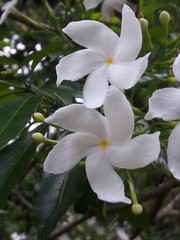 Obraz premium white flower