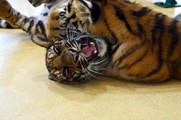 The baby tigers face.