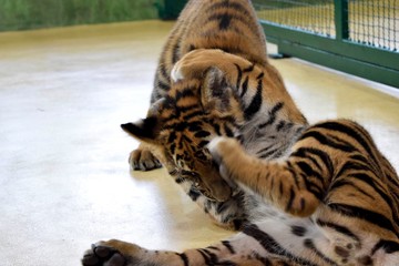 Two baby tigers are playing each other.