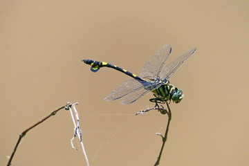 日本のトンボ。休息するウチワヤンマ。土佐清水、高知、日本。6月上旬。