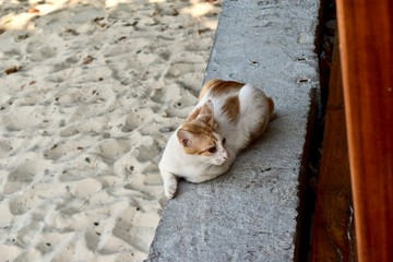 A cat on the beach in Phi Phi island.