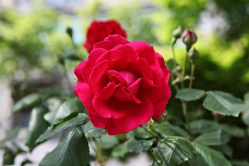 한국 인천시 남동구 인천대공원 입니다