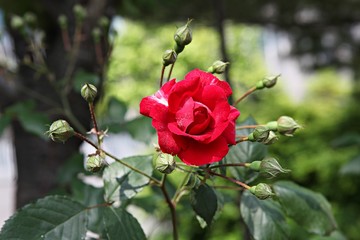 한국 인천시 남동구 인천대공원 입니다
