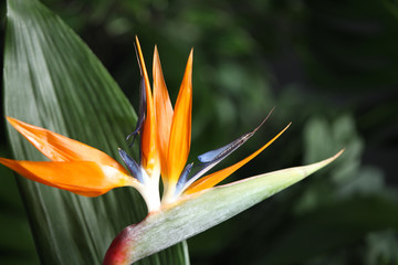 Fototapeta na wymiar Bird of Paradise tropical flower on blurred background, closeup