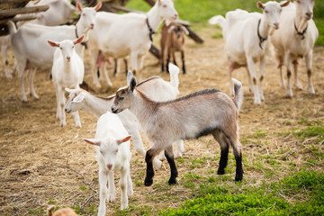 Obraz na płótnie Canvas farm in the village, a herd of goats walks on the grass, little goats play, summer, green grass, good weather, the village