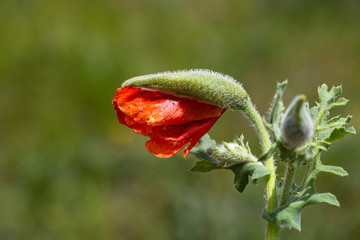 Background image of various colored flower fields
