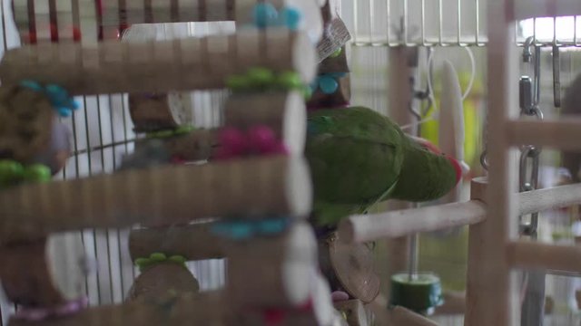 Love Bird in golden cage, feeding on cuttle fish bone and hopping around.	