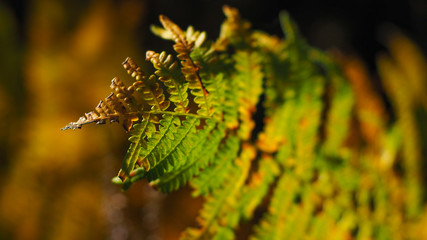 Fougère aux teintes automnales, des couleur cuivrées fascinantes