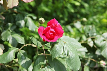 한국 인천시 남동구 인천대공원 입니다
