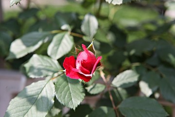 한국 인천시 남동구 인천대공원 입니다