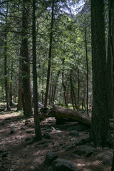 forest Yosemite National Park in sunny weather blue sky with clouds