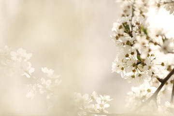 Obraz na płótnie Canvas Closeup view of blossoming tree outdoors on spring day
