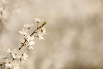 Obraz premium Closeup view of blossoming tree outdoors on spring day