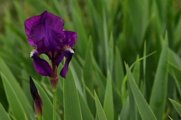 purple iris flower