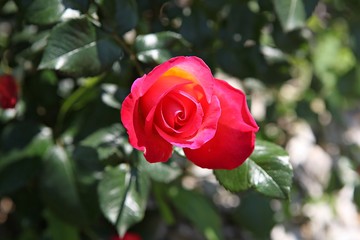 한국 인천시 남동구 인천대공원 입니다