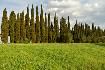 panoramic view of the forest