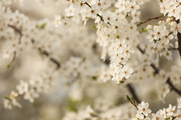 Fototapeta premium Closeup view of blossoming tree outdoors on spring day