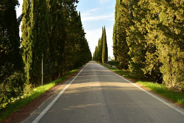 road in the forest