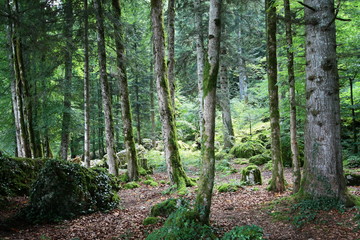 Obraz premium Forêt