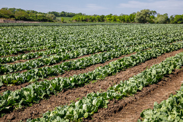 Fototapeta na wymiar Cabbage growing in a farmer's field