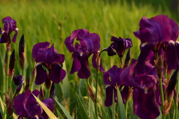 purple flower