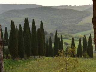 tuscan pinus