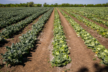 Fototapeta na wymiar Cabbage growing in a farmer's field