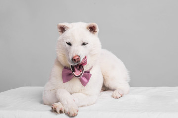Kishu Inu white japanese beautiful dog middle size
