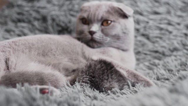 Scottish Fold kitten lying with mom