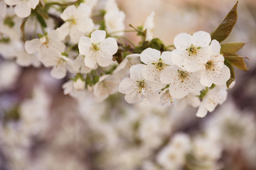 Obraz premium Closeup view of beautiful blossoming tree on spring day outdoors