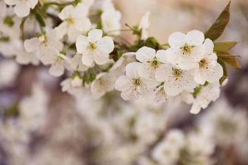 Closeup view of beautiful blossoming tree on spring day outdoors