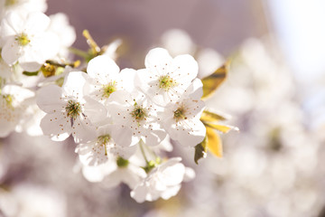 Closeup view of beautiful blossoming tree on sunny spring day outdoors