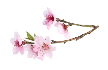 Tree branch with blossom isolated on white. Spring season