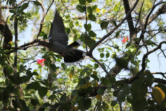 paloma tunera entre el &aacute;rbol