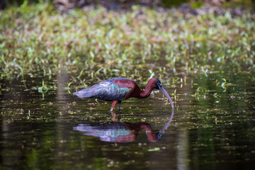 At distance, Glossy Ibises look uniformly dark, but a close look in good light reveals stunning colors: deep maroon, emerald, bronze, and violet. This long-legged, long-billed bird forages in flocks.