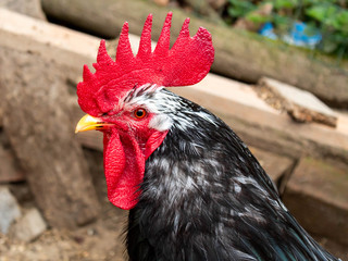 Gallo asturiano con cara de pocos amigos.