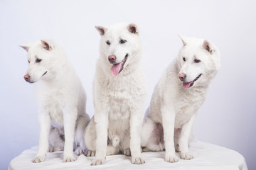 Kishu Inu white japanese beautiful dog middle size